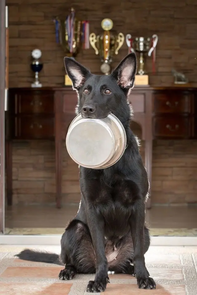 黑色德國狼犬啣著狗碗，坐在獎盃櫃前等待