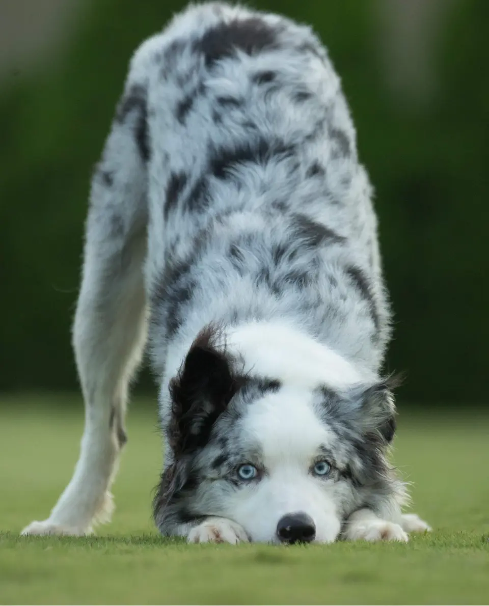 澳洲牧羊犬在草地上做出放鬆的邀玩姿勢