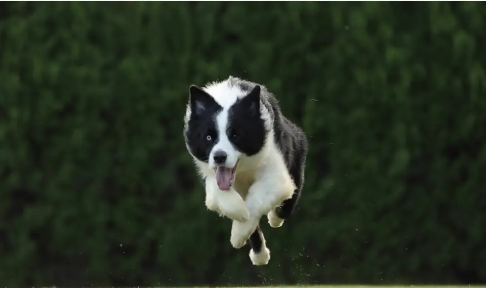 邊境牧羊犬在草地上奔跑