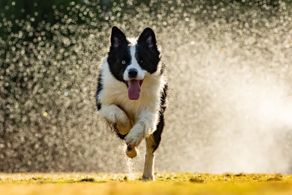 邊境牧羊犬穿過灑水的水花奔跑