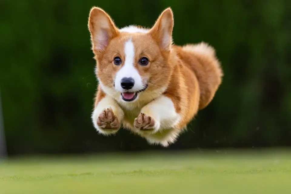 柯基犬在草地上朝鏡頭奔跑