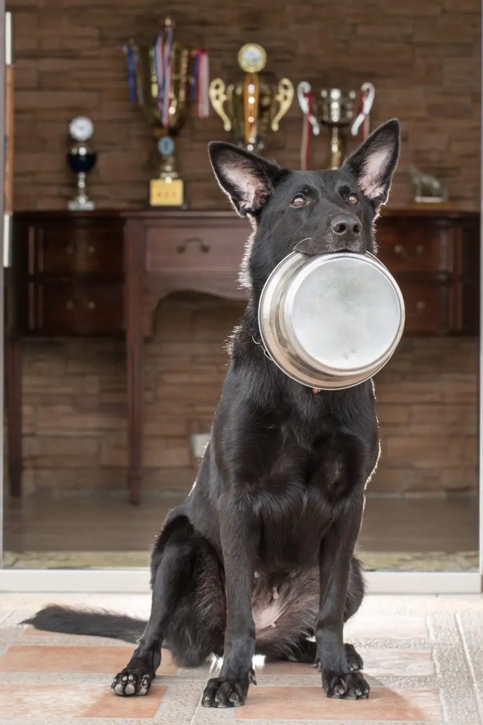 黑色德國狼犬啣著狗碗坐在獎盃櫃前