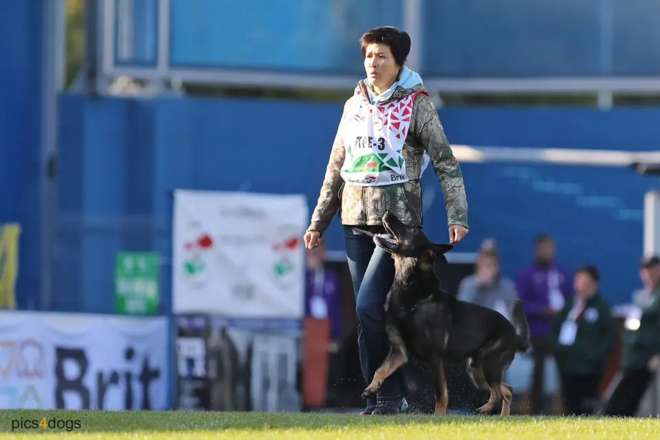 邵秀蘭老師在國際賽事帶德國狼犬進行服從項目(攝影:pics4dogs)