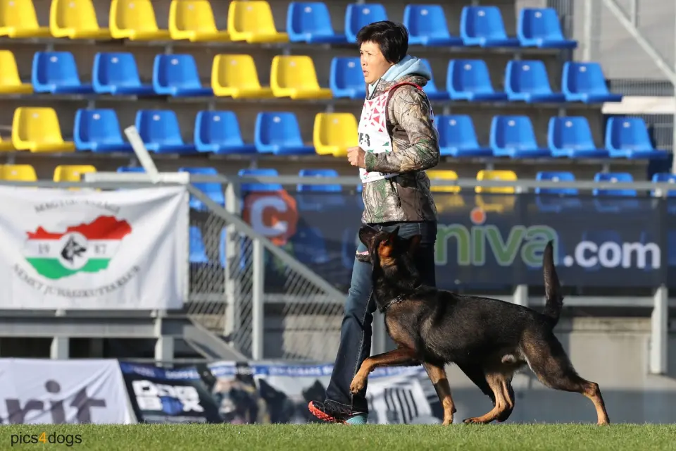 邵秀蘭老師在國際賽場帶德國狼犬腳側隨行(攝影:pics4dogs)