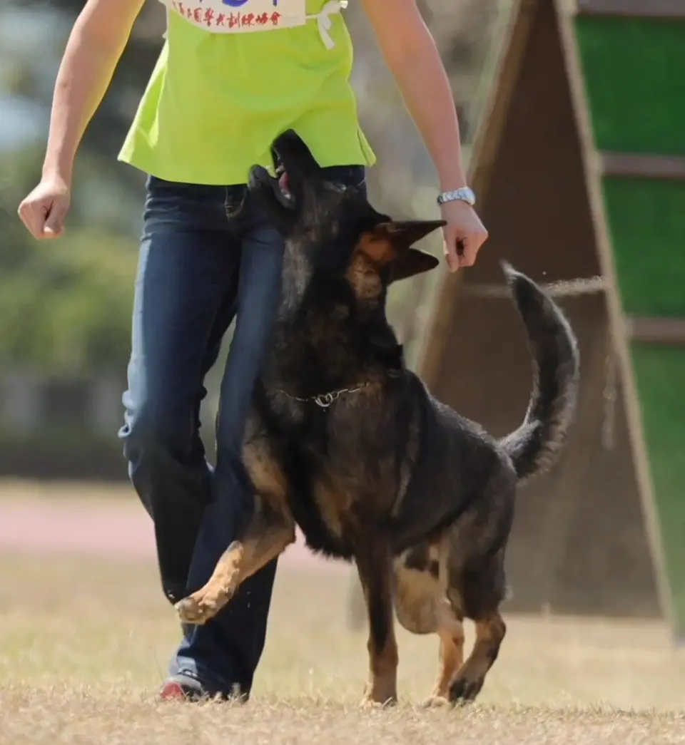 德國狼犬貼著訓練師左腳側隨行